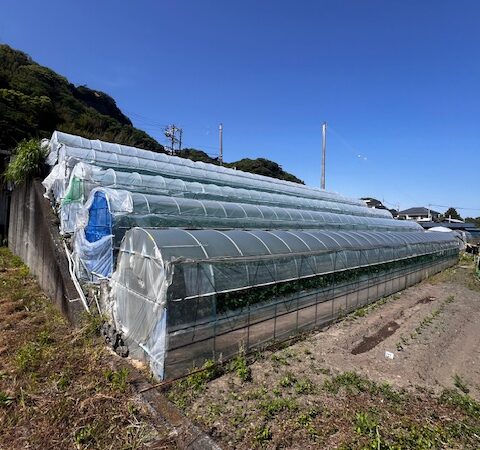 さわやかにふられて石垣いちご