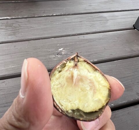 丹波で見つけた“やばいヤツ”