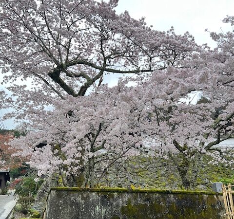 雨で貸し切りの桜と国宝
