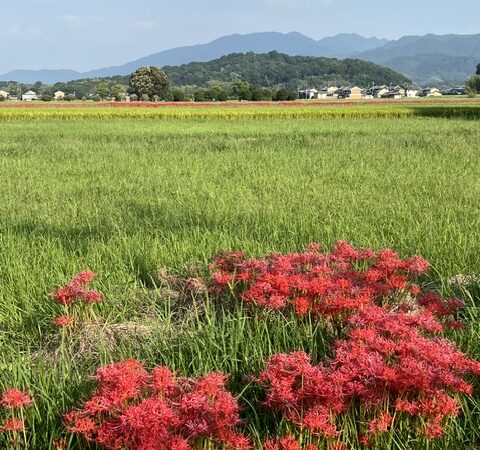 ヒガンバナは冬支度の合図